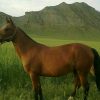 خرید اسب و فروش اسب_وِرونا مرندی