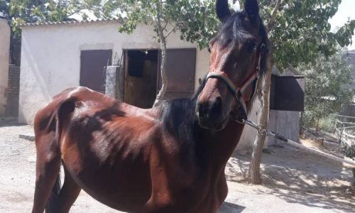 خرید اسب و فروش اسب_ ژالان