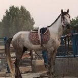 خرید اسب و فروش اسب_ نریان دوخون