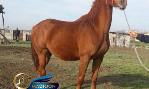 خرید اسب و فروش اسب_ مادیان تروبرد