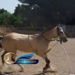 خرید اسب و فروش اسب_ آهو