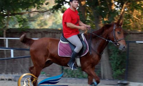خرید اسب و فروش اسب_ سیمباد
