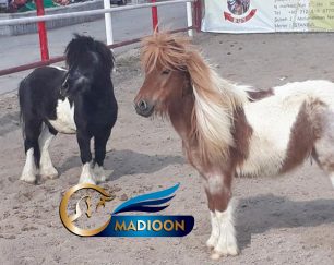 خرید اسب و فروش اسب_ اسب مینیاتوری