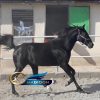 خرید اسب و فروش اسب_ آقا سیاه