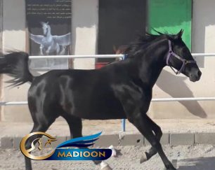 خرید اسب و فروش اسب_ آقا سیاه
