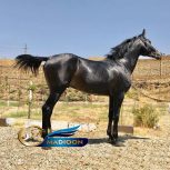خرید اسب و فروش اسب_ اسب ترکمن آخال تکه