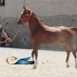خرید اسب و فروش اسب_ اسب عرب