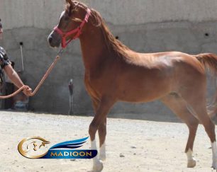 خرید اسب و فروش اسب_ اسب عرب