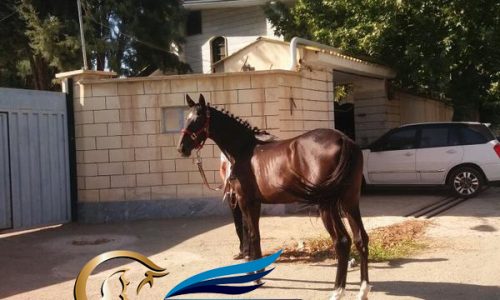 خرید اسب و فروش اسب_ مادیان دوساله
