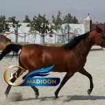 خرید اسب و فروش اسب_ الیزابت