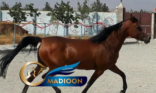 خرید اسب و فروش اسب_ الیزابت