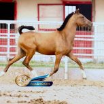 خرید اسب و فروش اسب_ کره اسب دره شوری
