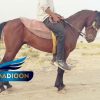 خرید اسب و فروش اسب_ نجیب