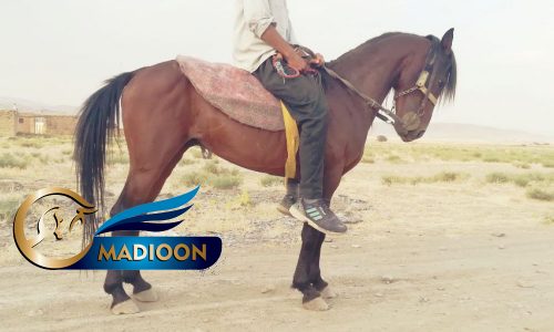 خرید اسب و فروش اسب_ نجیب