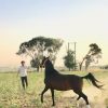 خرید اسب و فروش اسب_ آدرینا