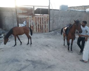 خرید اسب و فروش اسب_اسب مادیون با کره یکساله مادیون
