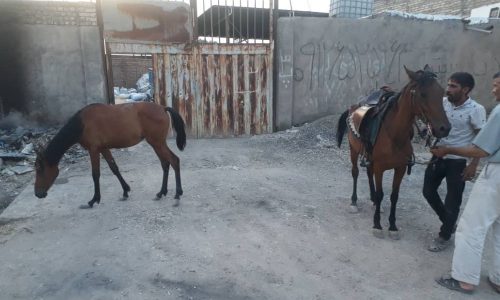 خرید اسب و فروش اسب_اسب مادیون با کره یکساله مادیون