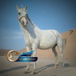 خرید اسب و فروش اسب_مادیان آبستن