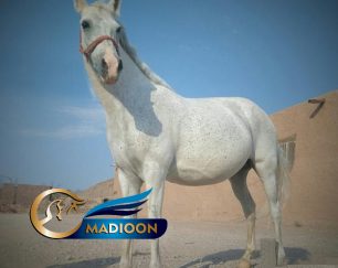 خرید اسب و فروش اسب_مادیان آبستن