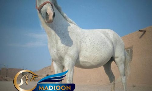 خرید اسب و فروش اسب_مادیان آبستن