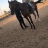 خرید اسب و فروش اسب_ آلوین