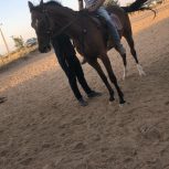 خرید اسب و فروش اسب_ آلوین