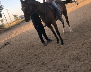 خرید اسب و فروش اسب_ آلوین