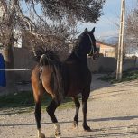 خرید اسب و فروش اسب_ آدرینا
