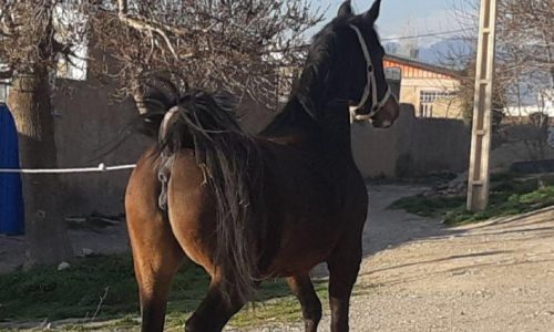 خرید اسب و فروش اسب_ آدرینا