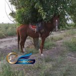 خرید اسب و فروش اسب_ نریان دوخون