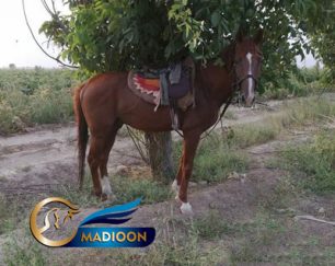 خرید اسب و فروش اسب_ نریان دوخون