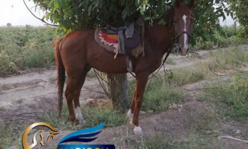خرید اسب و فروش اسب_ نریان دوخون