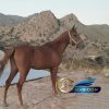 خرید اسب و فروش اسب_ مادیان کرد