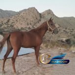 خرید اسب و فروش اسب_ مادیان کرد