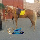 خرید اسب و فروش اسب_ اسب سمند