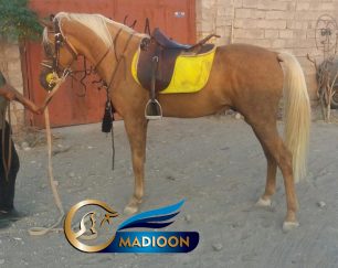 خرید اسب و فروش اسب_ اسب سمند