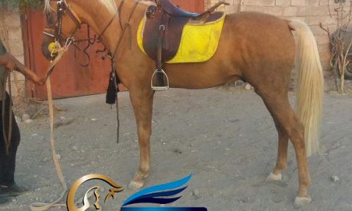 خرید اسب و فروش اسب_ اسب سمند