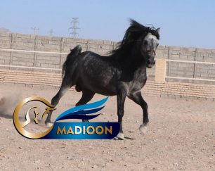 خرید اسب و فروش اسب_ امیر