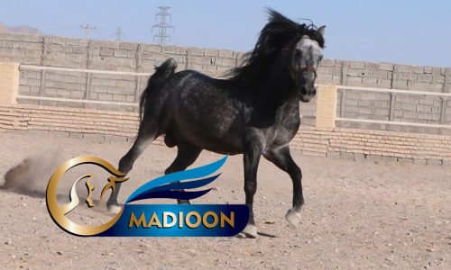 خرید اسب و فروش اسب_ امیر