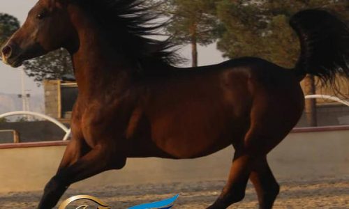 خرید اسب و فروش اسب_ وکمان
