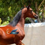 خرید اسب و فروش اسب _ اسب عرب مصری