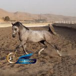 خرید اسب و فروش اسب_ اسب عرب مصری