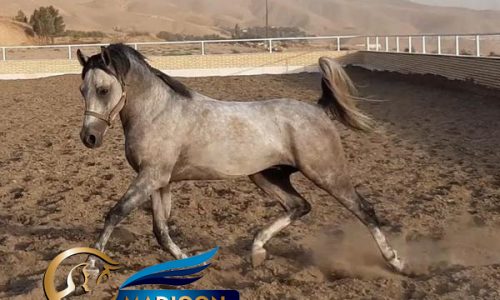خرید اسب و فروش اسب_ اسب عرب مصری
