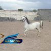خرید اسب و فروش اسب_ مادیان کرد