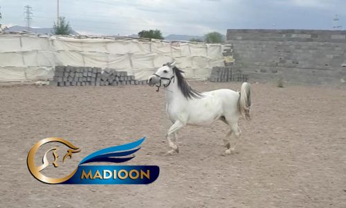 خرید اسب و فروش اسب_ مادیان کرد