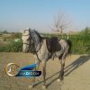 خرید اسب و فروش اسب_ نریان ترکمن