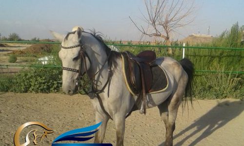 خرید اسب و فروش اسب_ نریان ترکمن