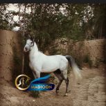 خرید اسب و فروش اسب_ نریان کرد