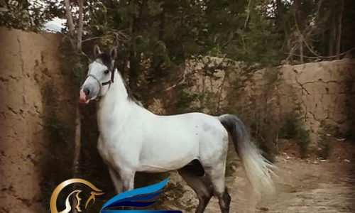 خرید اسب و فروش اسب_ نریان کرد