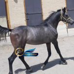 خرید اسب و فروش اسب_ کره اسپرسیوو